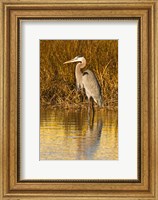 Framed Great Blue Heron standing in Salt Marsh