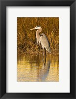 Framed Great Blue Heron standing in Salt Marsh