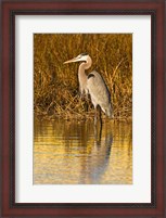 Framed Great Blue Heron standing in Salt Marsh
