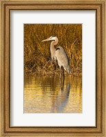 Framed Great Blue Heron standing in Salt Marsh