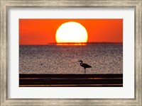 Framed Sunset, Great Blue Heron, Laguna Madre, Texas