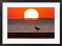 Framed Sunset, Great Blue Heron, Laguna Madre, Texas