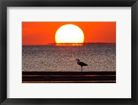 Framed Sunset, Great Blue Heron, Laguna Madre, Texas