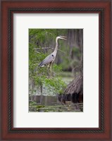 Framed Great Blue Heron bird, Caddo Lake, Texas
