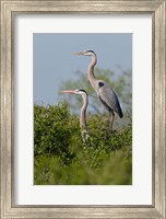 Framed Great Blue Heron, pair in habitat, Texas