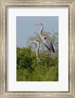 Framed Great Blue Heron, pair in habitat, Texas