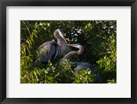 Framed Great Blue Heron, pair in habitat, Texas