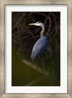 Framed Great Blue Heron roosting, willow trees, Texas