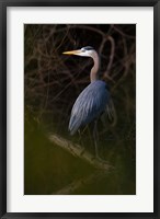 Framed Great Blue Heron roosting, willow trees, Texas