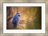 Framed Washington, Seabeck Great Blue Heron bird