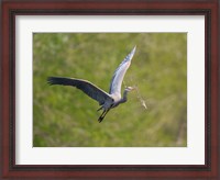 Framed Washington Great Blue Heron flies with branch in its bill