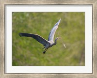 Framed Washington Great Blue Heron flies with branch in its bill