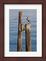 Framed Great Blue Heron bird, Elliott Bay