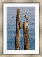 Framed Great Blue Heron bird, Elliott Bay