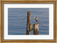 Framed WA, Seattle, Great Blue Heron bird, Elliott Bay