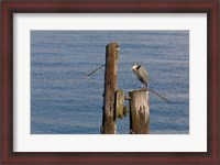 Framed WA, Seattle, Great Blue Heron bird, Elliott Bay