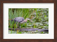 Framed Great Blue Heron bird, Juanita Bay Wetland, Washington