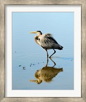 Framed Great Blue Heron in Ridgefield NWR, Ridgefield, Washington