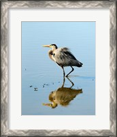 Framed Great Blue Heron in Ridgefield NWR, Ridgefield, Washington