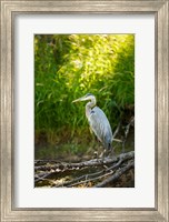 Framed Great Blue Heron, Washington State