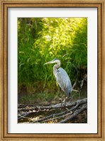 Framed Great Blue Heron, Washington State