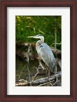 Framed Washington State, Great Blue Heron