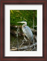 Framed Washington State, Great Blue Heron