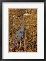 Framed Washington, Seattle, Discovery Park Great Blue Heron