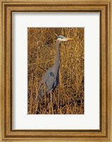 Framed Washington, Seattle, Discovery Park Great Blue Heron