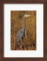 Framed Washington, Seattle, Discovery Park Great Blue Heron