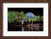 Framed Little Blue Heron