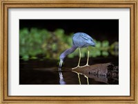 Framed Little Blue Heron