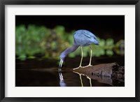 Framed Little Blue Heron