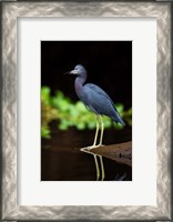 Framed Little Blue Heron, Costa Rica