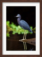 Framed Little Blue Heron, Costa Rica
