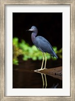 Framed Little Blue Heron, Costa Rica