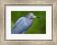 Framed Little Blue Heron), Tortuguero, Costa Rica