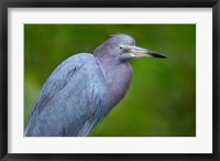 Framed Little Blue Heron), Tortuguero, Costa Rica