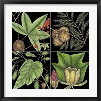 Graphic Botanical Grid III Framed Print