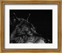 Framed Scratchboard Wolf I