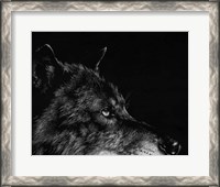 Framed Scratchboard Wolf I