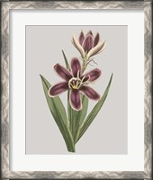 Framed Floral Gems III