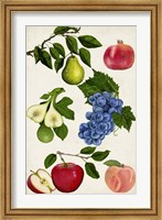 Framed Fruit Collection I