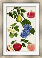 Framed Fruit Collection I