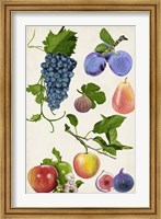 Framed Fruit Collection II