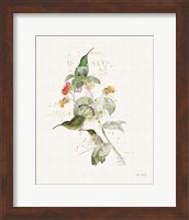 Framed 'Colorful Hummingbirds III' border=