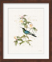 Framed Colorful Hummingbirds IV
