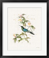 Framed Colorful Hummingbirds IV