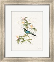 Framed 'Colorful Hummingbirds IV' border=