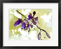 Framed Purple Orchids